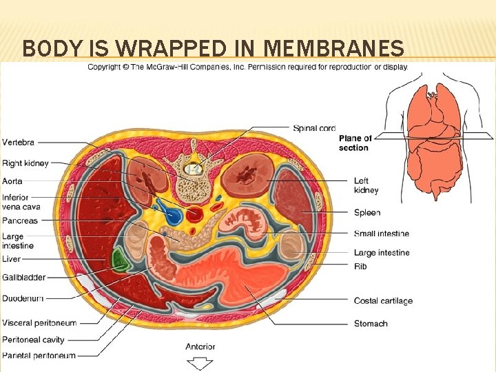 BODY IS WRAPPED IN MEMBRANES 