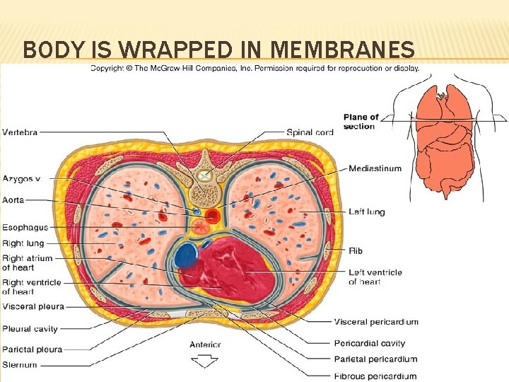 BODY IS WRAPPED IN MEMBRANES 