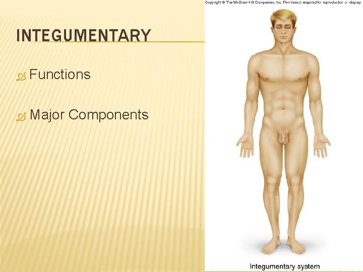 INTEGUMENTARY Functions Major Components 