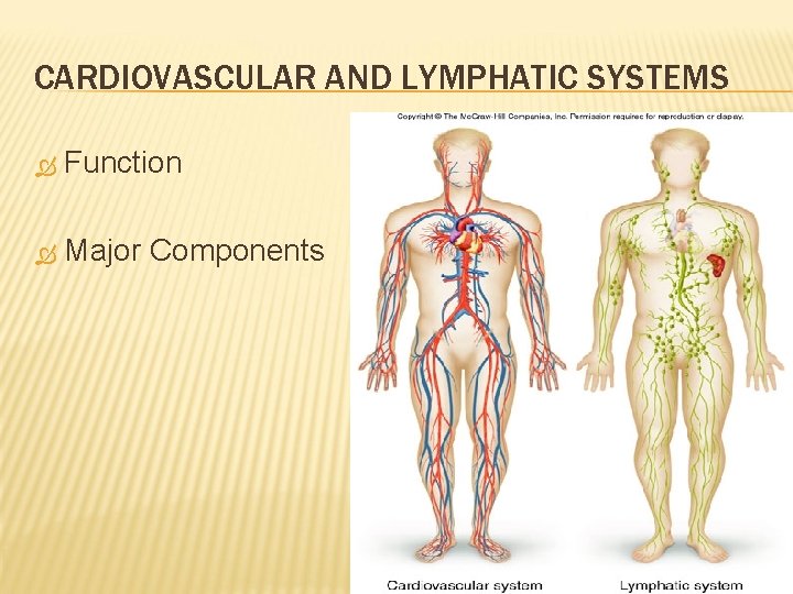 CARDIOVASCULAR AND LYMPHATIC SYSTEMS Function Major Components 