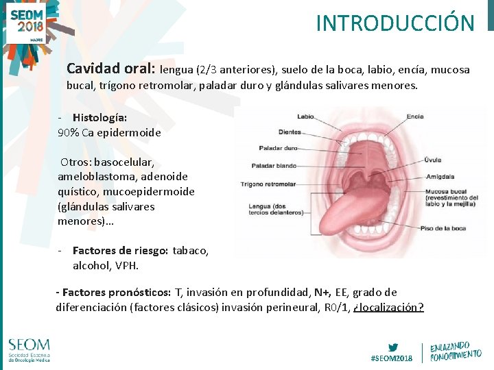 INTRODUCCIÓN Cavidad oral: lengua (2/3 anteriores), suelo de la boca, labio, encía, mucosa bucal,
