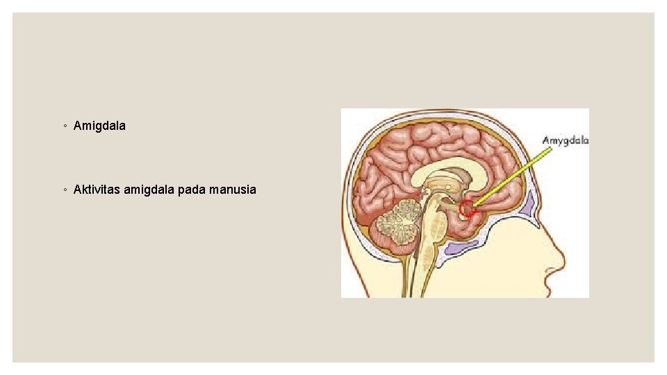 ◦ Amigdala ◦ Aktivitas amigdala pada manusia 