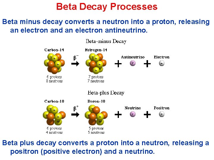 Beta Decay Processes Beta minus decay converts a neutron into a proton, releasing an