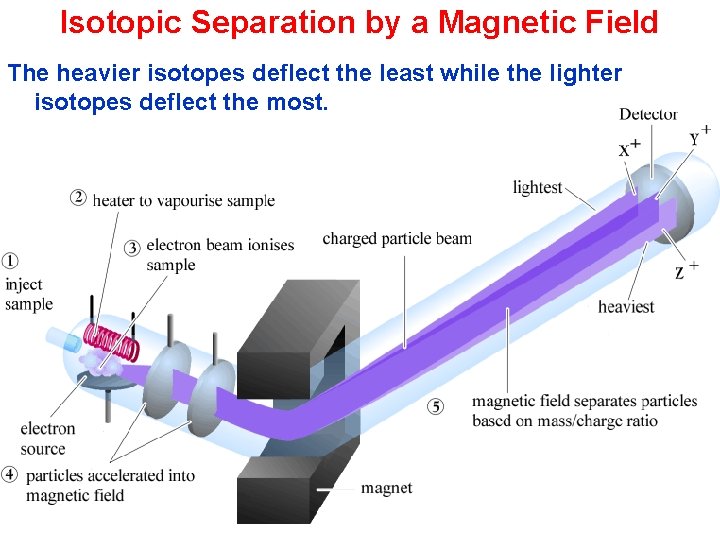 Isotopic Separation by a Magnetic Field The heavier isotopes deflect the least while the