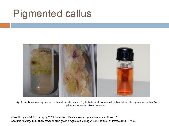 Pigmented callus Chaudhary and Mukhopadhyay, 2012. Induction of anthocyanin pigment in callus cultures of