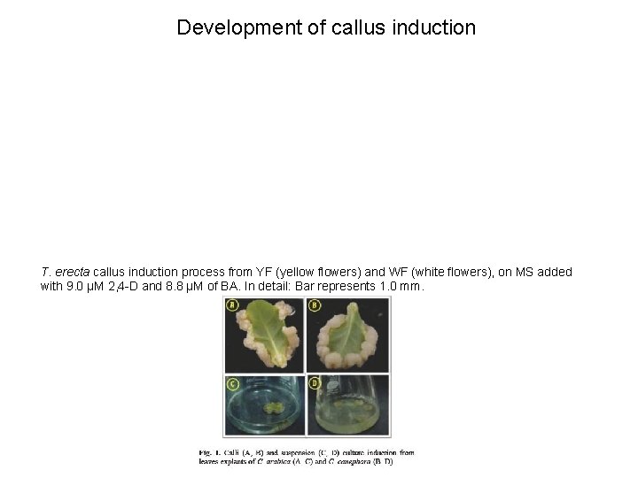 Development of callus induction T. erecta callus induction process from YF (yellow flowers) and