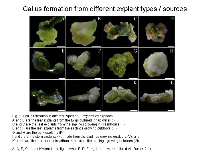 Callus formation from different explant types / sources Fig. 1. Callus formation in different