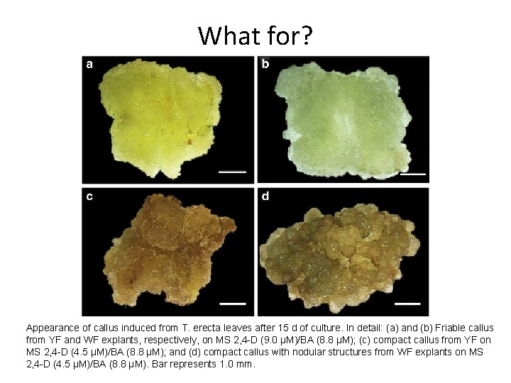 What for? Appearance of callus induced from T. erecta leaves after 15 d of
