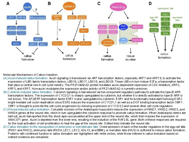 Molecular Mechanisms of Callus Induction. (A) Auxin-induced callus formation. Auxin signaling is transduced via
