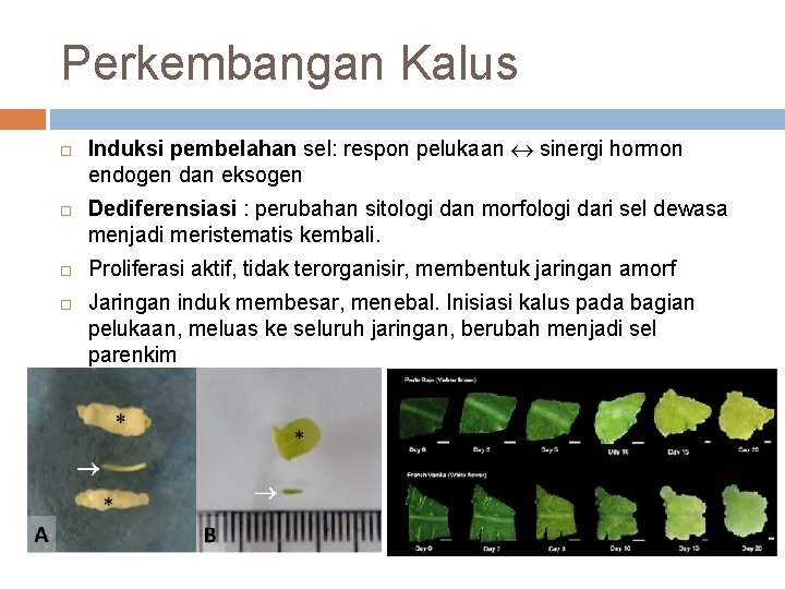 Perkembangan Kalus Induksi pembelahan sel: respon pelukaan sinergi hormon endogen dan eksogen Dediferensiasi :