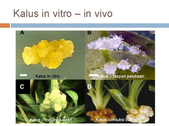 Kalus in vitro – in vivo Kalus in vitro Kalus – induksi bakteri Kalus