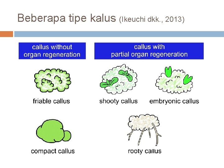 Beberapa tipe kalus (Ikeuchi dkk. , 2013) 