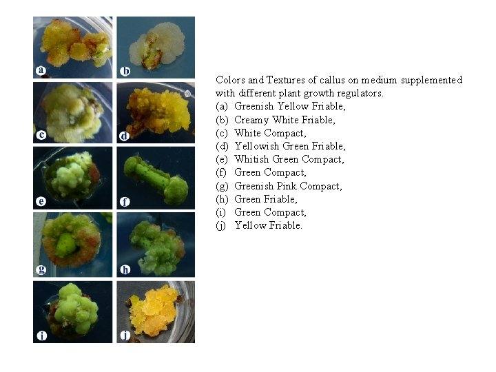Colors and Textures of callus on medium supplemented with different plant growth regulators. (a)