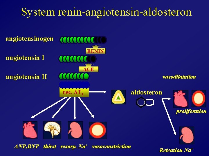 System renin-angiotensin-aldosteron angiotensinogen RENIN angiotensin I ACE angiotensin II vasodilatation rec. AT 1 aldosteron