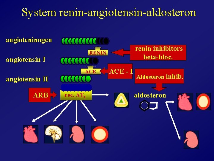 System renin-angiotensin-aldosteron angioteninogen angiotensin I ACE angiotensin II ARB renin inhibitors beta-bloc. RENIN rec.