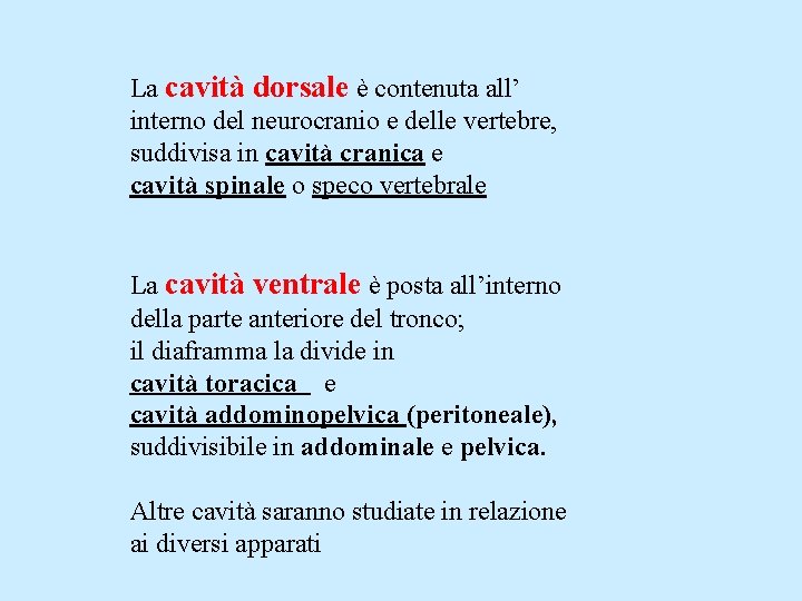 La cavità dorsale è contenuta all’ interno del neurocranio e delle vertebre, suddivisa in
