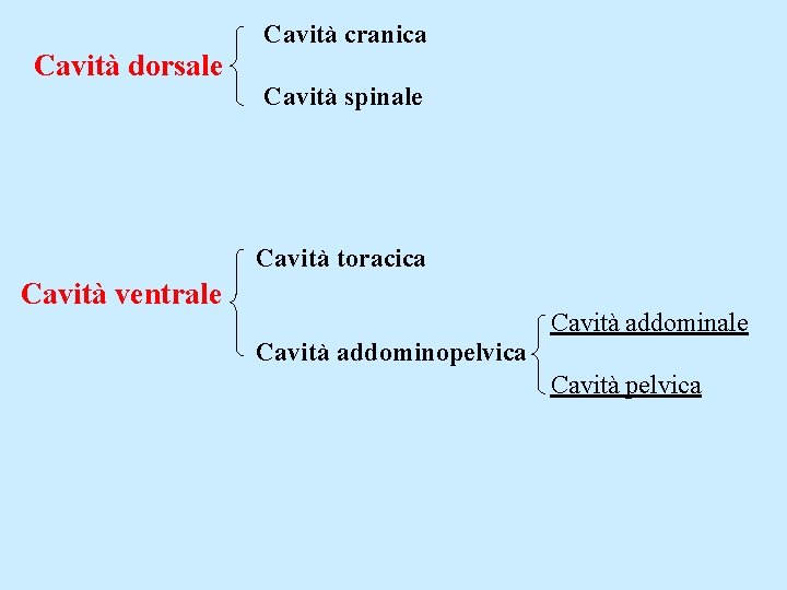 Cavità dorsale Cavità cranica Cavità spinale Cavità toracica Cavità ventrale Cavità addominopelvica Cavità pelvica