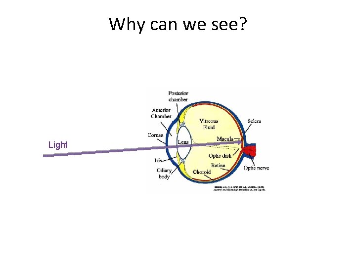 Why can we see? Light 