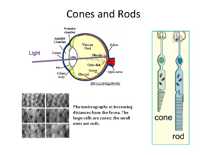 Cones and Rods Light Photomicrographs at increasing distances from the fovea. The large cells