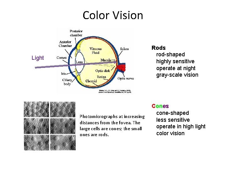 Color Vision Rods rod-shaped highly sensitive operate at night gray-scale vision Light Photomicrographs at