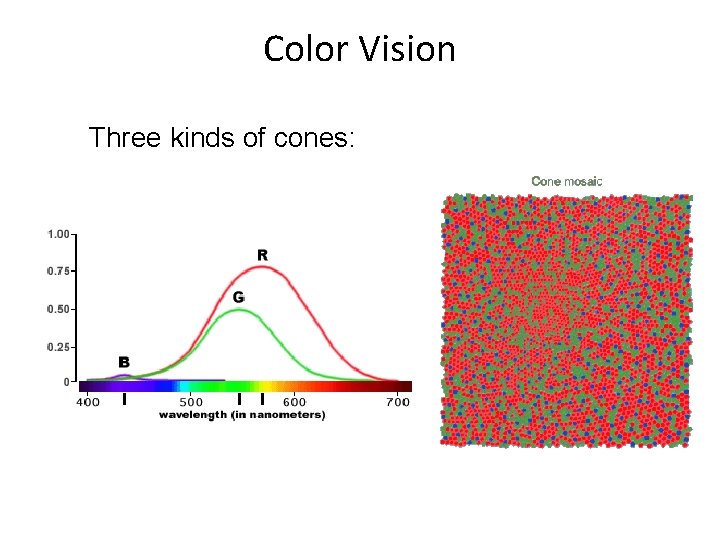 Color Vision Three kinds of cones: 