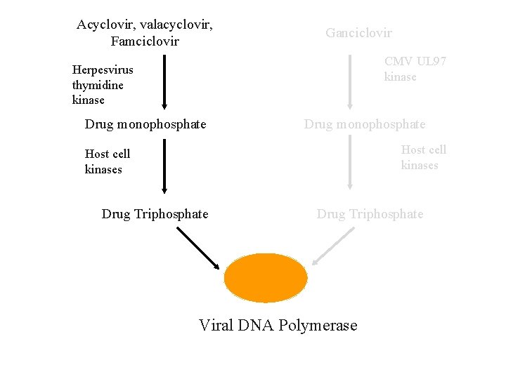 Acyclovir, valacyclovir, Famciclovir Ganciclovir CMV UL 97 kinase Herpesvirus thymidine kinase Drug monophosphate Host