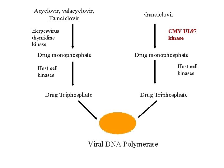 Acyclovir, valacyclovir, Famciclovir Ganciclovir Herpesvirus thymidine kinase CMV UL 97 kinase Drug monophosphate Host