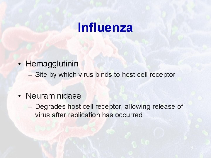 Influenza • Hemagglutinin – Site by which virus binds to host cell receptor •