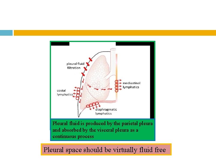 Pleural fluid is produced by the parietal pleura and absorbed by the visceral pleura