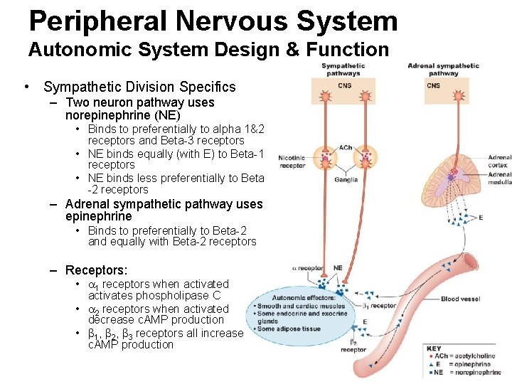 Peripheral Nervous System Autonomic System Design & Function • Sympathetic Division Specifics – Two