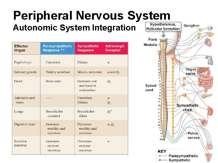 Peripheral Nervous System Autonomic System Integration 