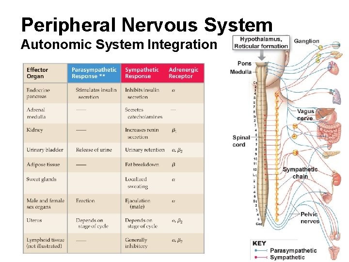 Peripheral Nervous System Autonomic System Integration 