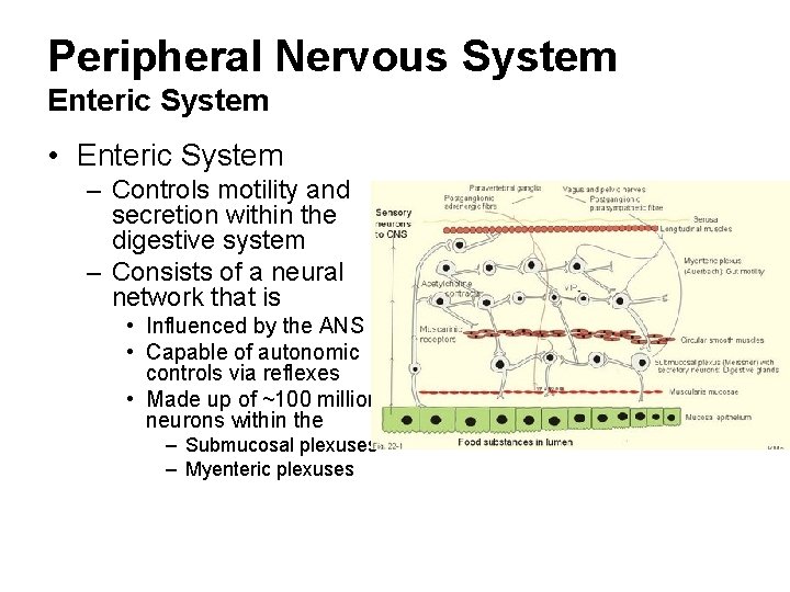 Peripheral Nervous System Enteric System • Enteric System – Controls motility and secretion within