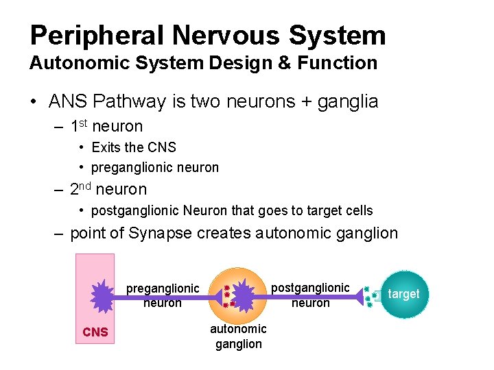 Peripheral Nervous System Autonomic System Design & Function • ANS Pathway is two neurons