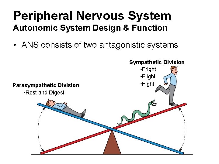 Peripheral Nervous System Autonomic System Design & Function • ANS consists of two antagonistic