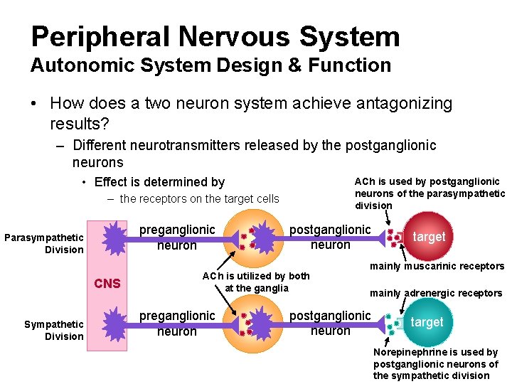 Peripheral Nervous System Autonomic System Design & Function • How does a two neuron
