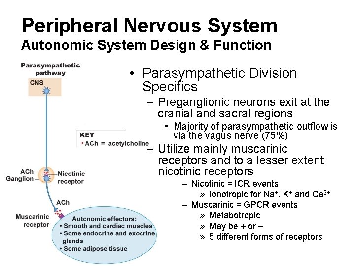 Peripheral Nervous System Autonomic System Design & Function • Parasympathetic Division Specifics – Preganglionic