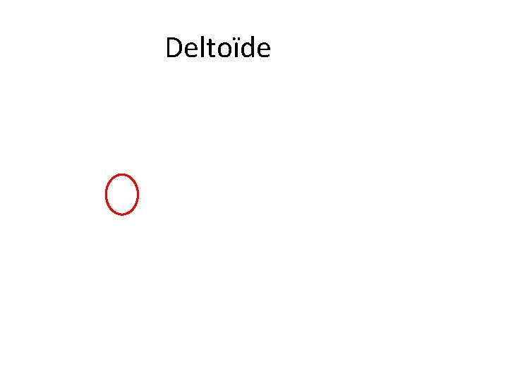 Deltoïde 