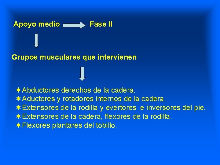 Apoyo medio Fase II Grupos musculares que intervienen ¬Abductores derechos de la cadera. ¬Aductores