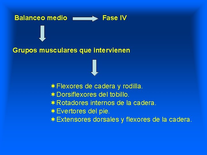 Balanceo medio Fase IV Grupos musculares que intervienen ¬Flexores de cadera y rodilla. ¬Dorsiflexores