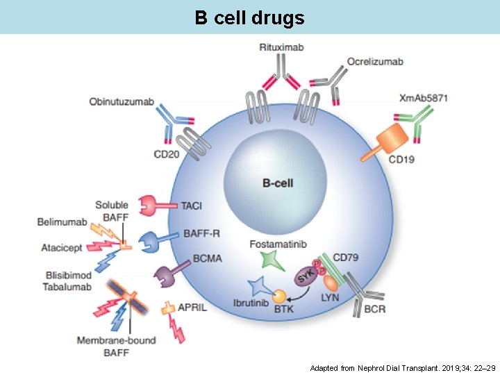 B cell drugs Adapted from Nephrol Dial Transplant. 2019; 34: 22– 29 