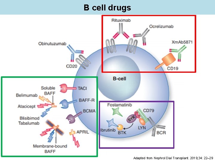 B cell drugs Adapted from Nephrol Dial Transplant. 2019; 34: 22– 29 