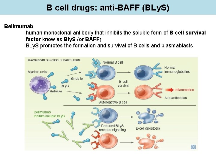 B cell drugs: anti-BAFF (BLy. S) Belimumab human monoclonal antibody that inhibits the soluble