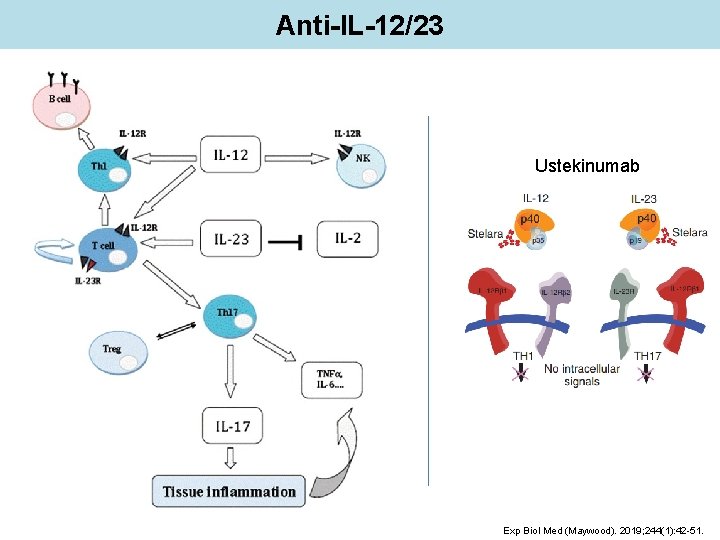Anti-IL-12/23 Ustekinumab Exp Biol Med (Maywood). 2019; 244(1): 42 -51. 