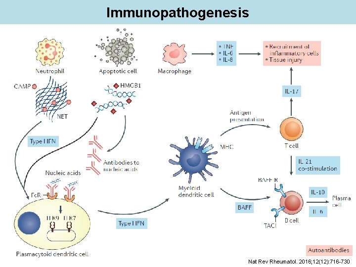 Immunopathogenesis Nat Rev Rheumatol. 2016; 12(12): 716 -730 