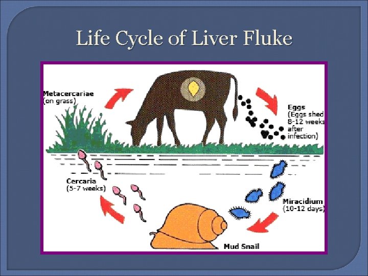 Life Cycle of Liver Fluke 