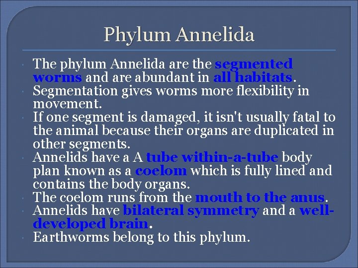 Phylum Annelida The phylum Annelida are the segmented worms and are abundant in all