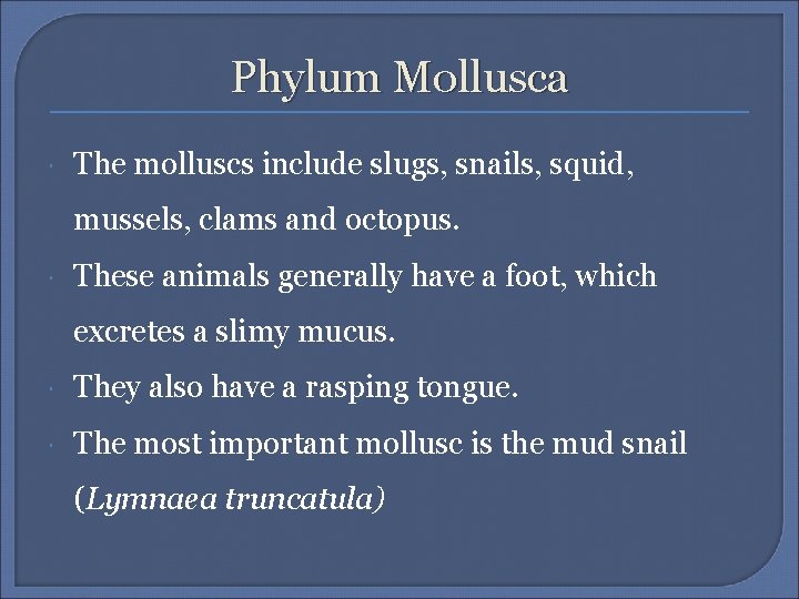 Phylum Mollusca The molluscs include slugs, snails, squid, mussels, clams and octopus. These animals