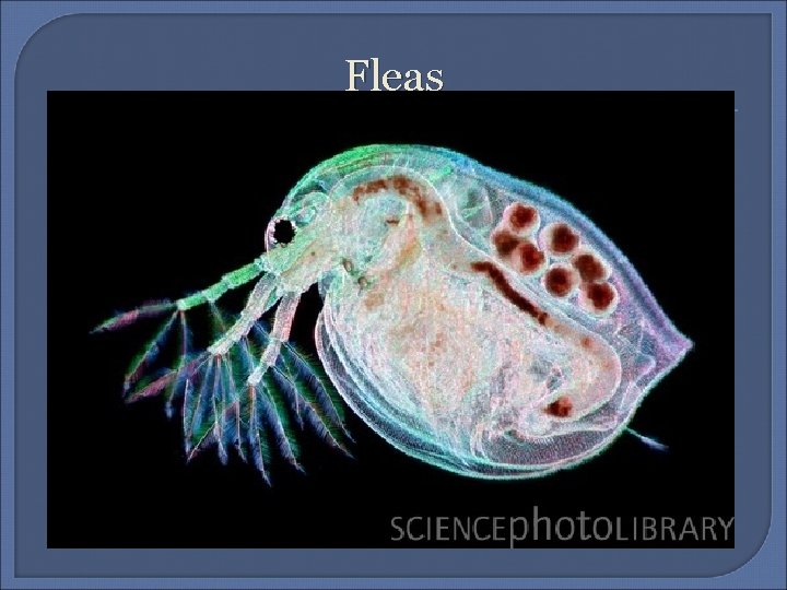 Fleas 