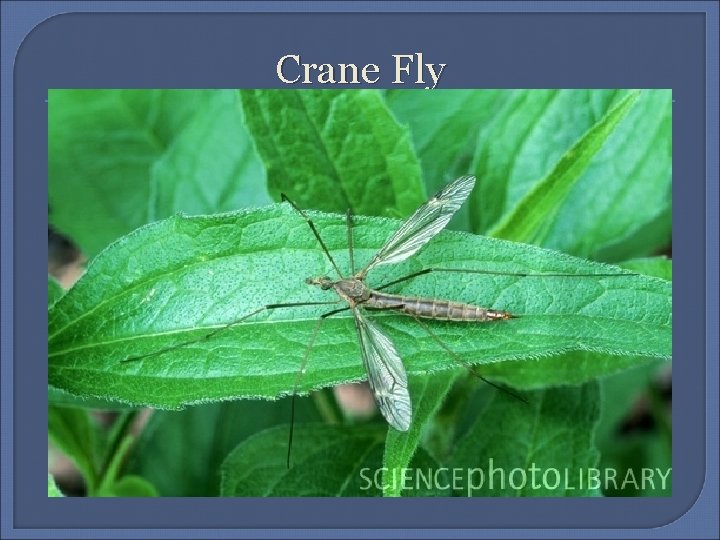 Crane Fly 